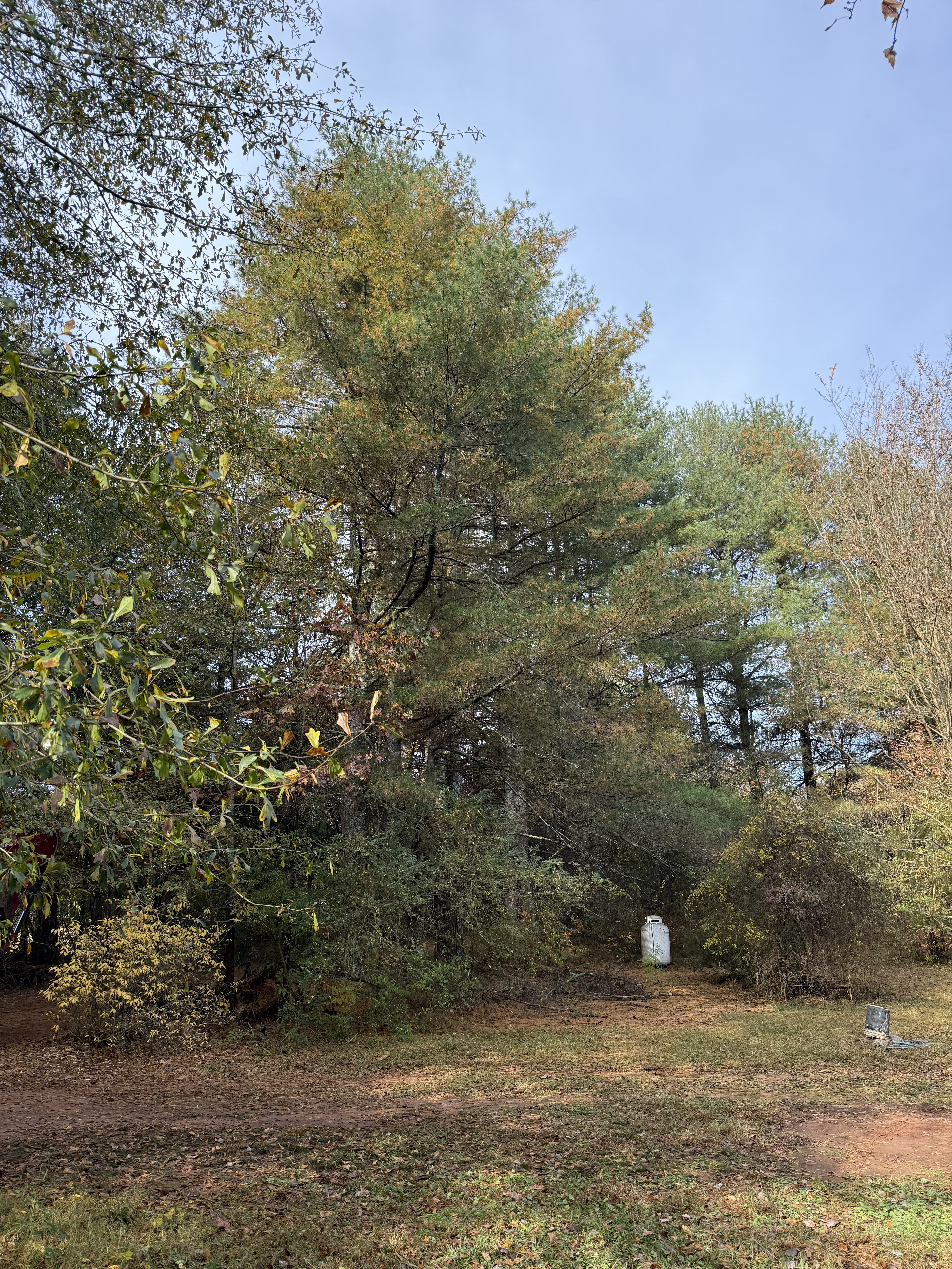 Trees blocking a driveway