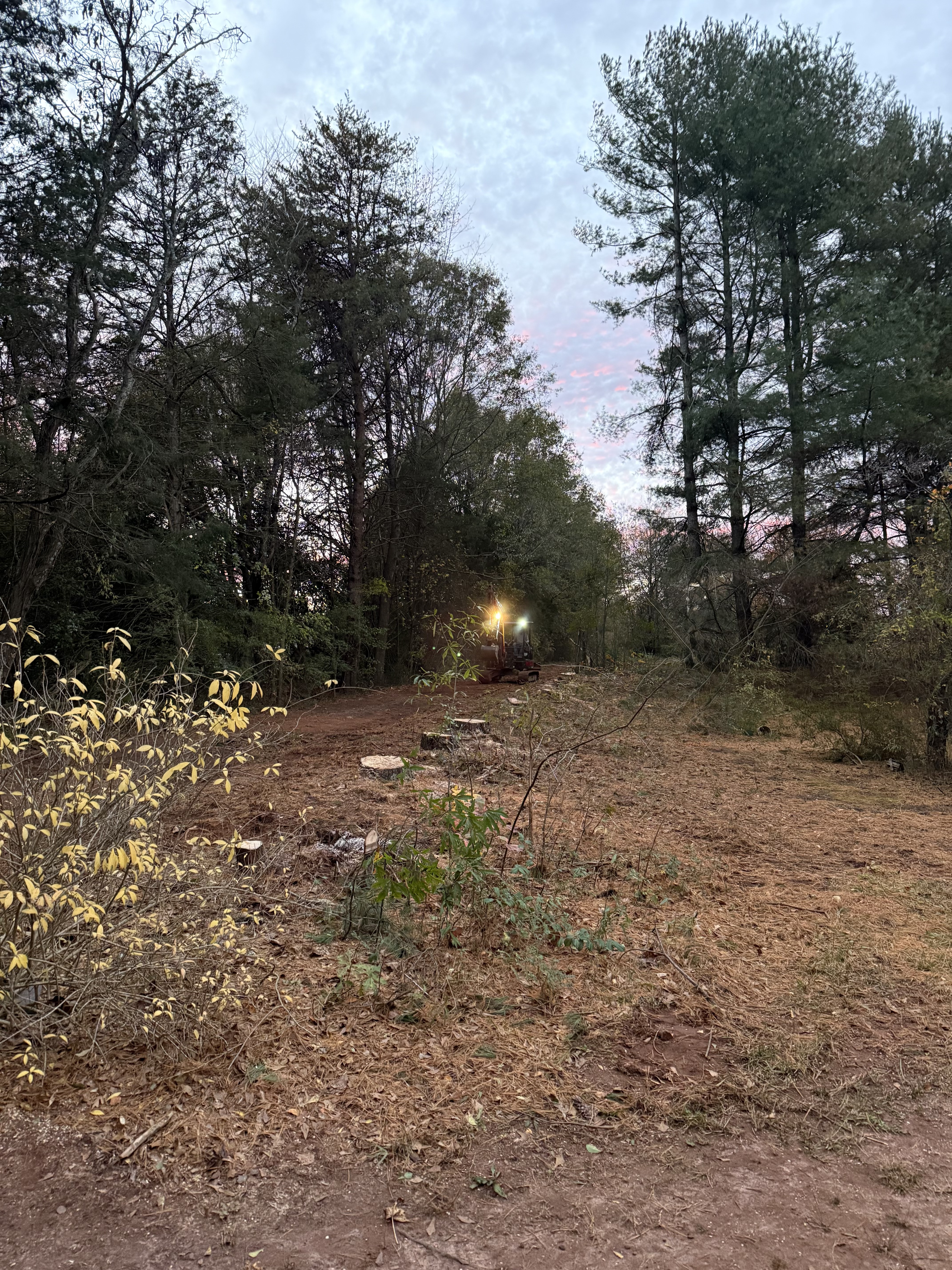 Trees cleared on a driveway